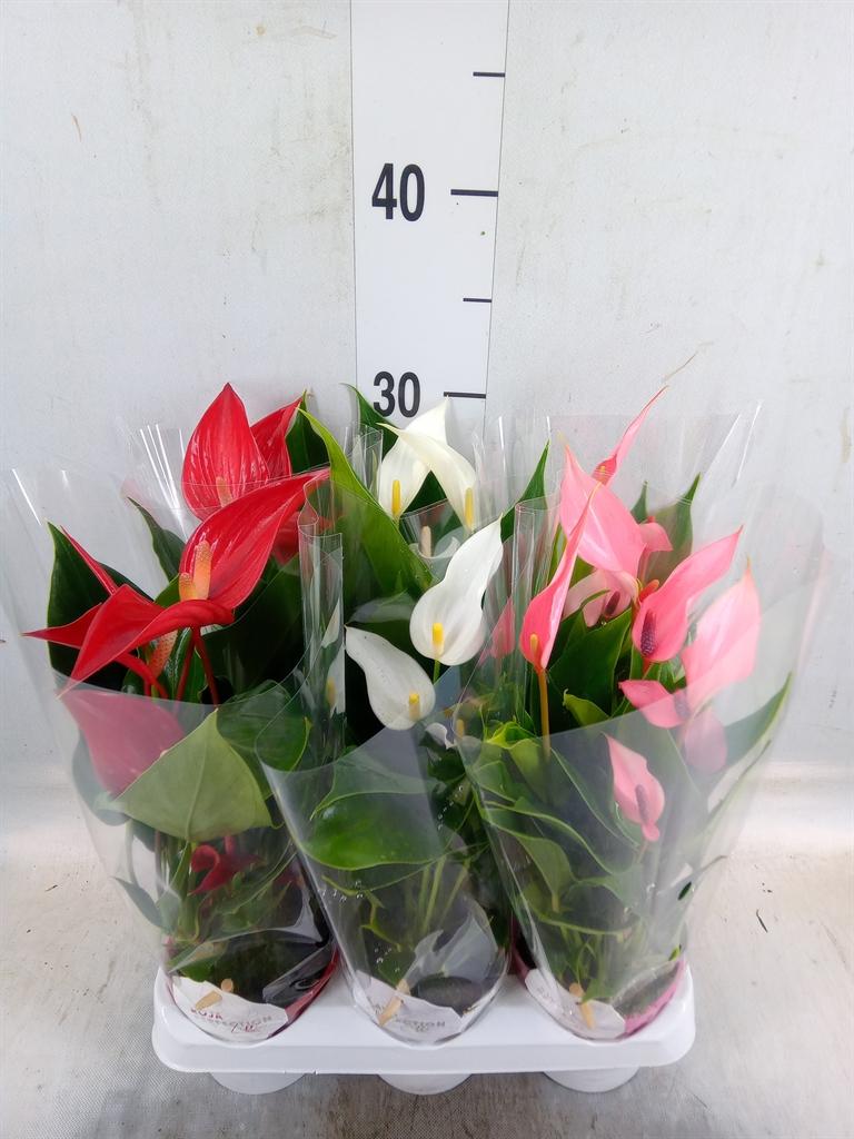Горшечные цветы и растения оптом Anthurium   ...mix от 6шт (для телеги) из Голландии с доставкой по России