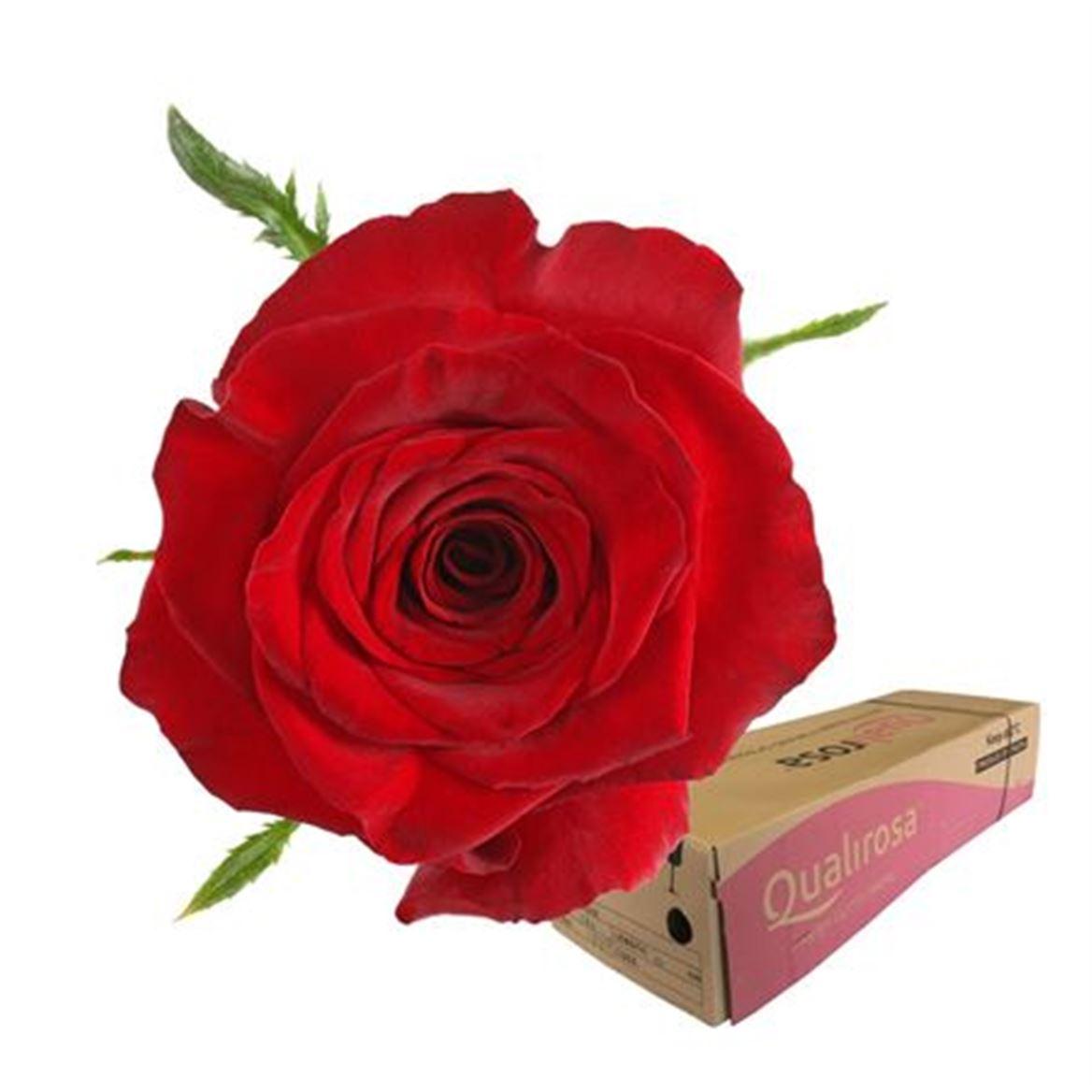 Срезанные цветы оптом Rosa large monte carlo от 400шт из Голландии с доставкой по России