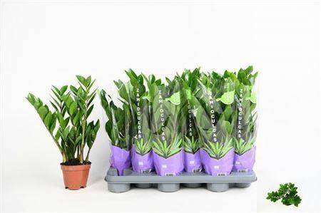 Горшечные цветы и растения оптом Zamioculcas 4+ от 12шт из Голландии с доставкой по России