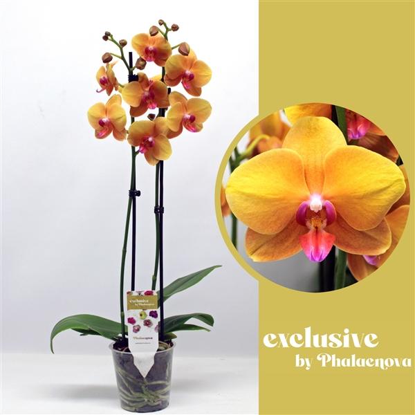 Горшечные цветы и растения оптом Phal 2st Buddha 16+ (phalaenova) от 10шт из Голландии с доставкой по России