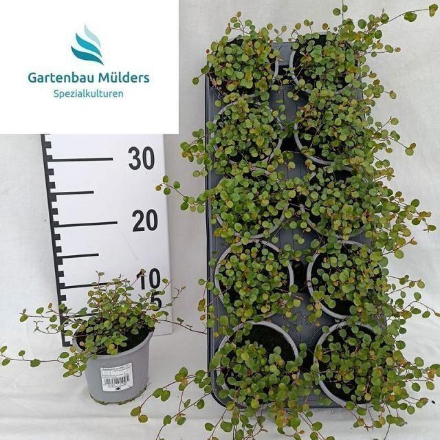 Горшечные цветы и растения оптом Muehlenbeck Co Maori от 10шт из Голландии с доставкой по России