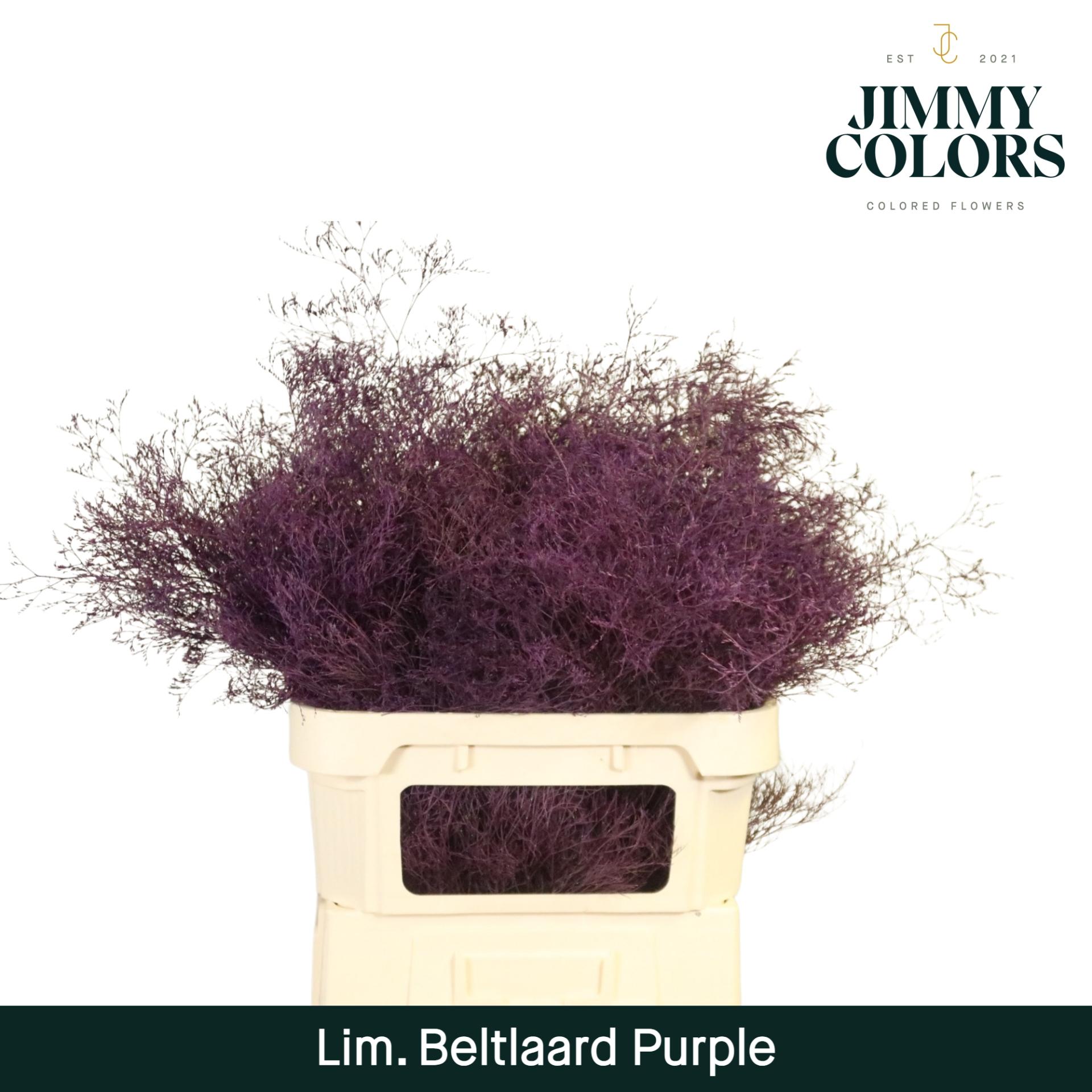 Срезанные цветы оптом Limonium beltlaard paint purple от 25шт из Голландии с доставкой по России