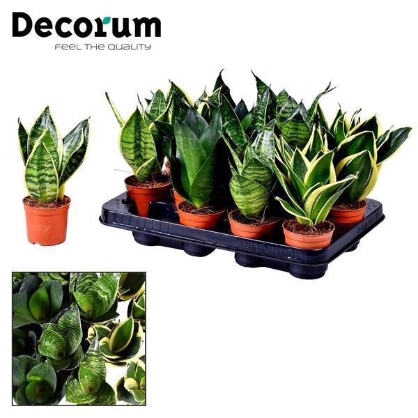 Горшечные цветы и растения оптом Sansevieria Mix Dwarf (decorum) от 16шт из Голландии с доставкой по России