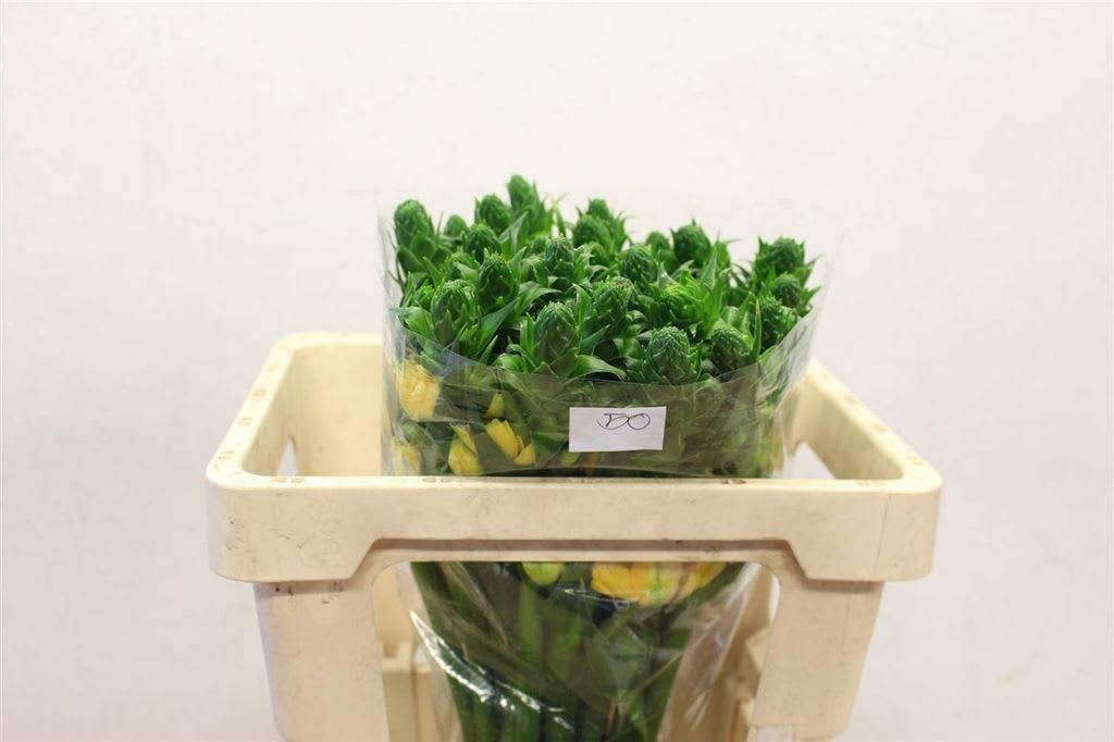 Срезанные цветы оптом Ornithogalum volcan blush от 50шт из Голландии с доставкой по России