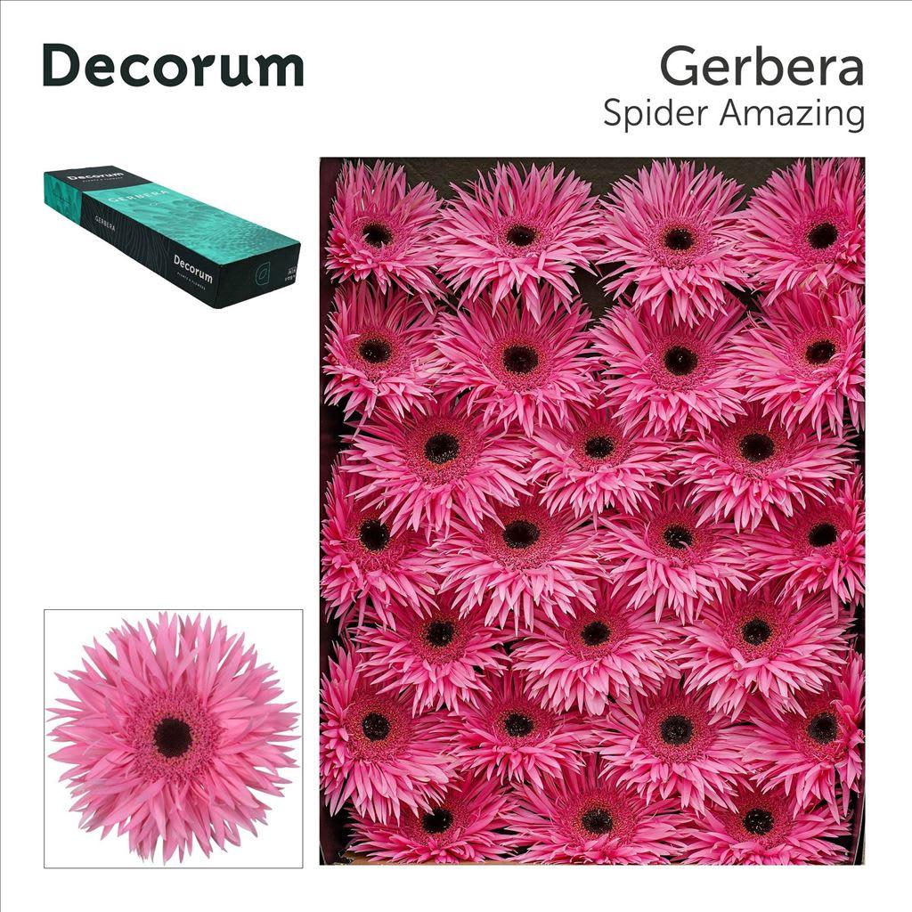 Срезанные цветы оптом Gerbera gerspider amazing от 50шт из Голландии с доставкой по России