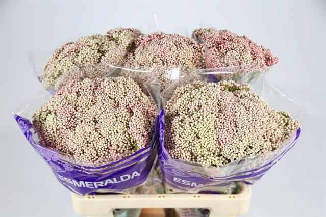 Срезанные цветы оптом Ozothamnus cooks tall pink от 50шт из Голландии с доставкой по России