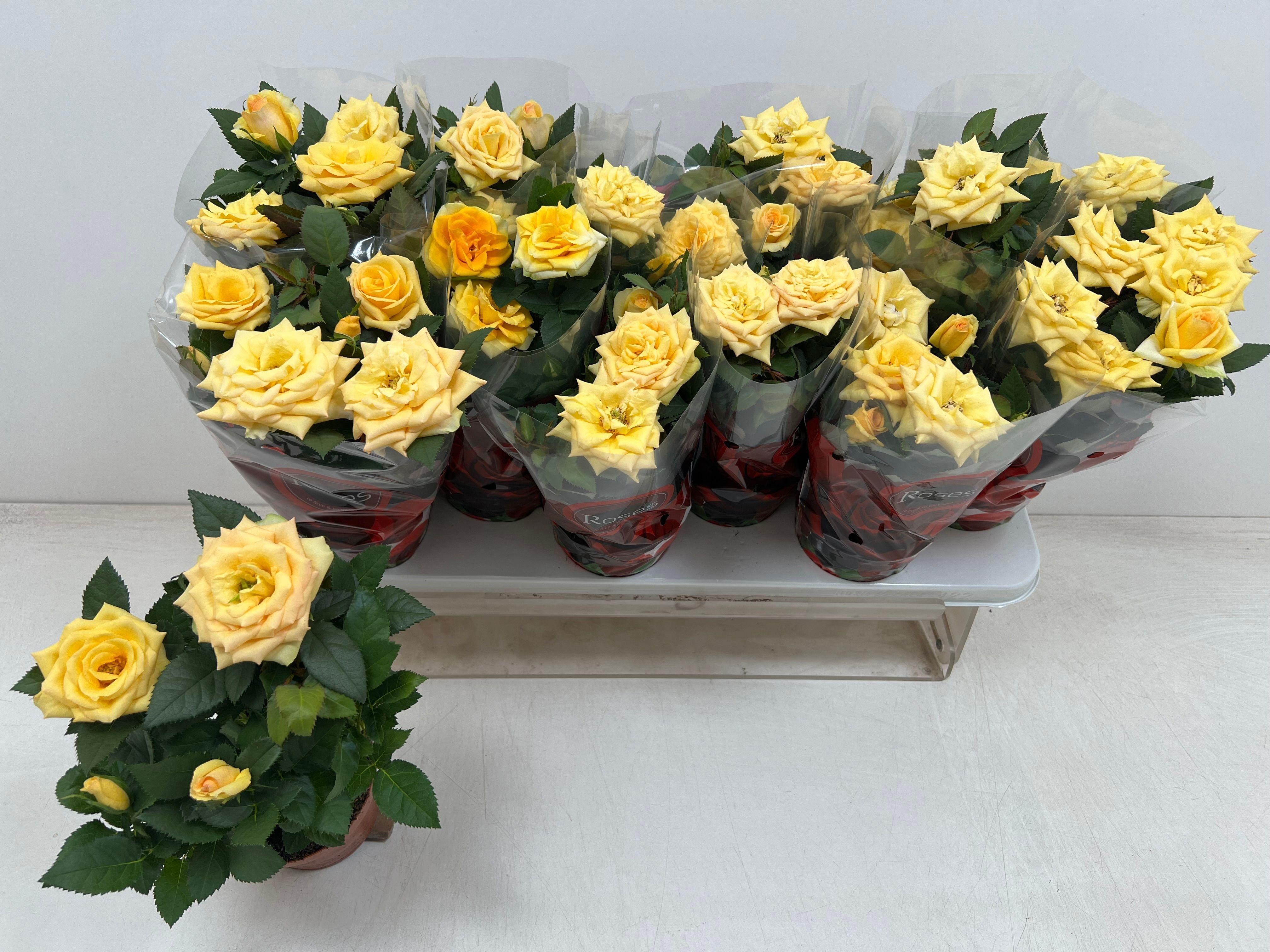 Горшечные цветы и растения оптом Ro Ov от 12шт из Голландии с доставкой по России