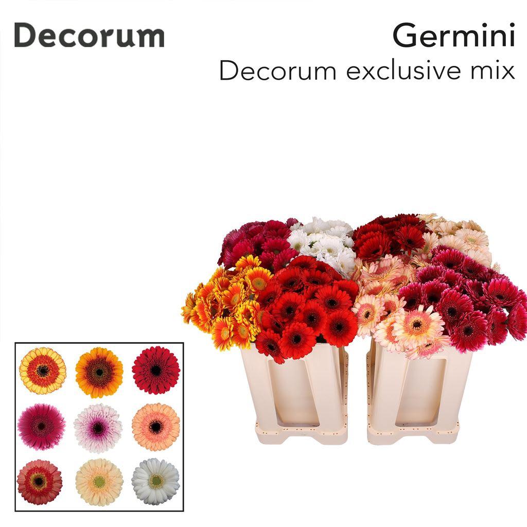 Срезанные цветы оптом Germini elite mix от 80шт из Голландии с доставкой по России