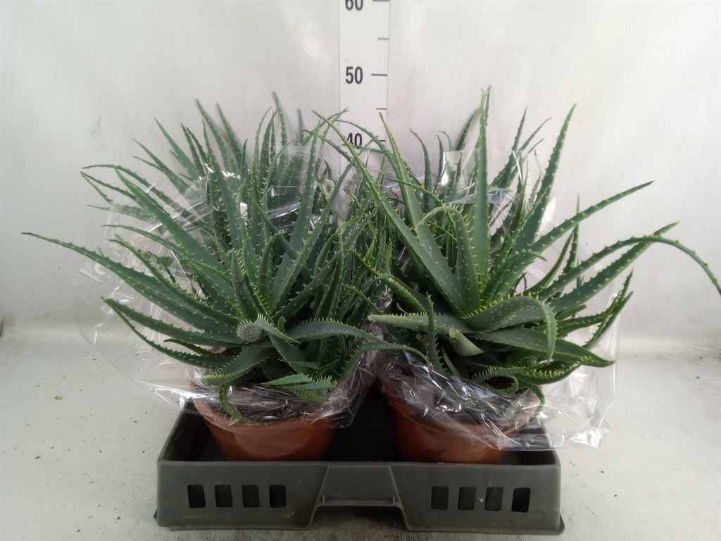 Горшечные цветы и растения оптом Aloe Arborescens от 4шт из Голландии с доставкой по России