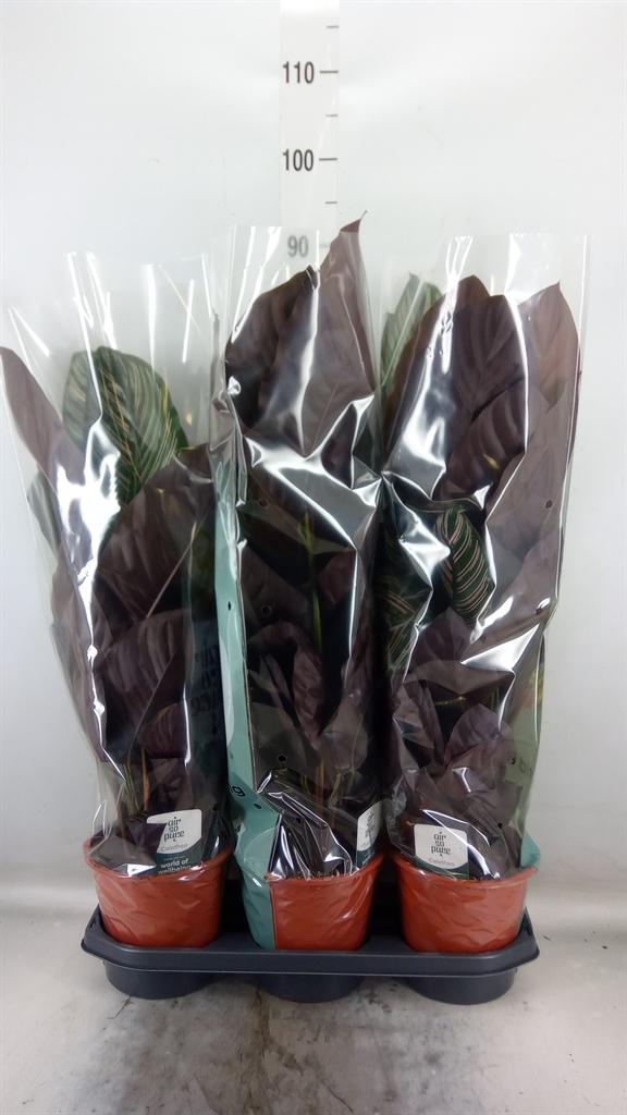 Горшечные цветы и растения оптом Calathea Sanderiana от 3шт из Голландии с доставкой по России