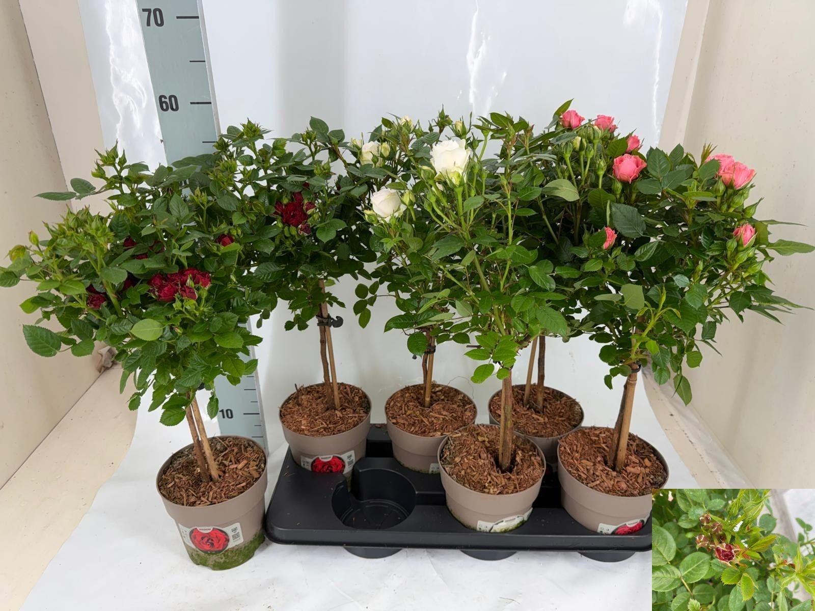 Горшечные цветы и растения оптом Rosa St Mixkar от 6шт из Голландии с доставкой по России