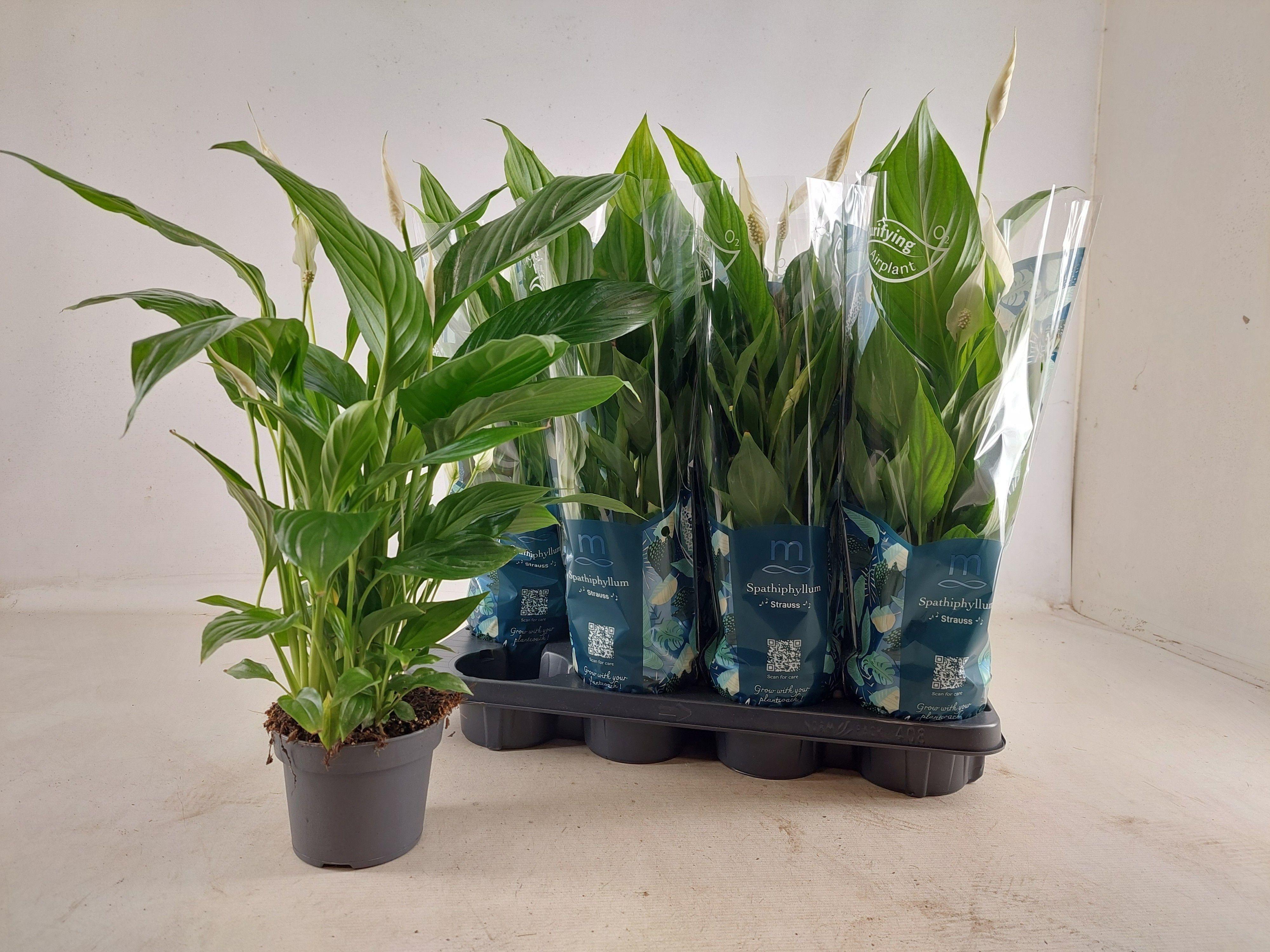 Горшечные цветы и растения оптом Spath Strauss от 8шт из Голландии с доставкой по России