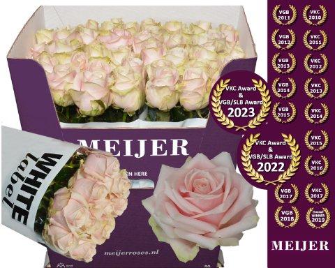 Срезанные цветы оптом Rosa large sweet avalanche+ от 40шт из Голландии с доставкой по России