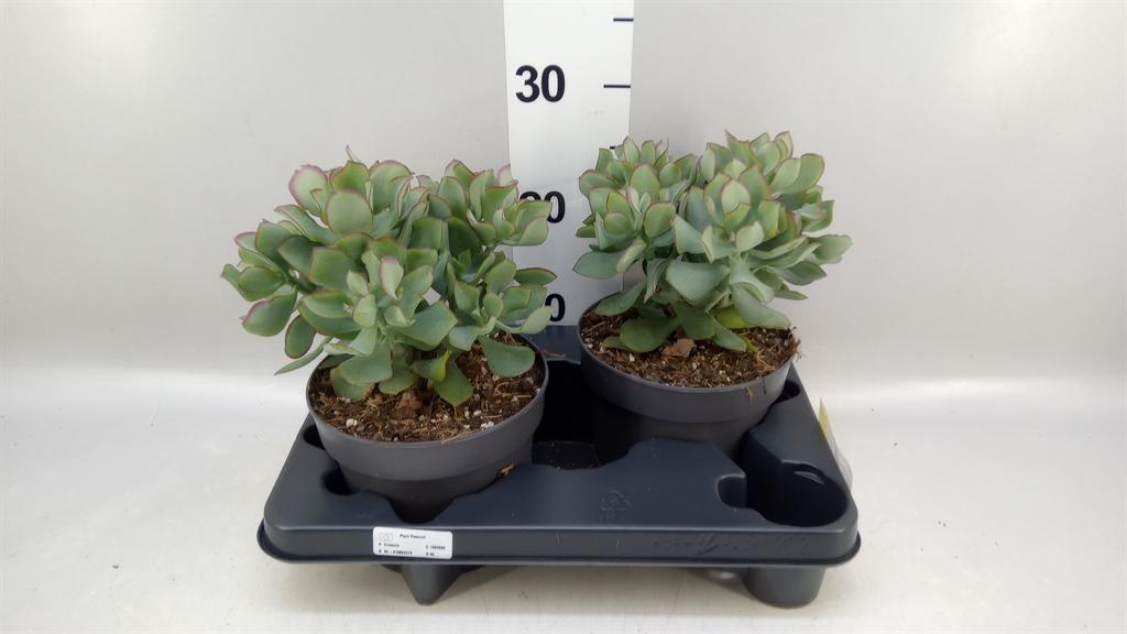 Горшечные цветы и растения оптом Crassula Arborescens curly от 2шт из Голландии с доставкой по России