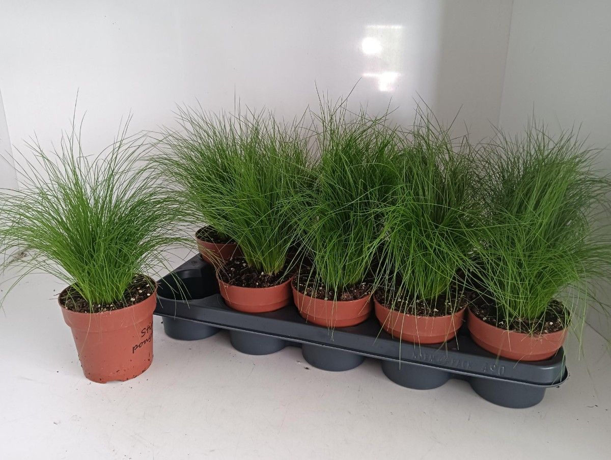 Горшечные цветы и растения оптом Stip Tenuifolia от 10шт из Голландии с доставкой по России
