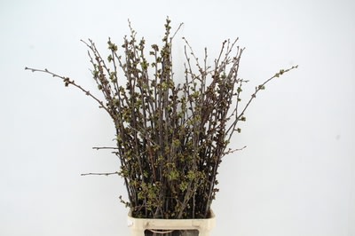 Срезанные цветы оптом Prunus от 50шт из Голландии с доставкой по России