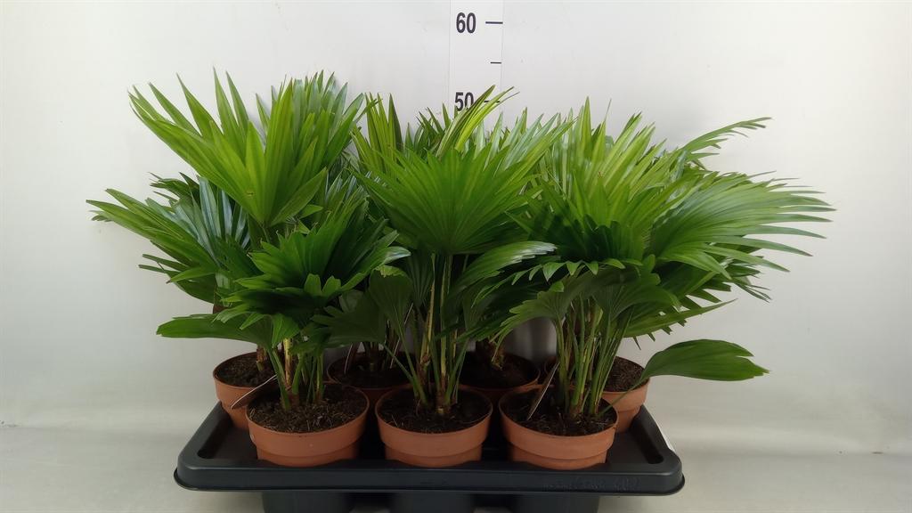 Горшечные цветы и растения оптом Livistona Rotundifolia от 7шт из Голландии с доставкой по России