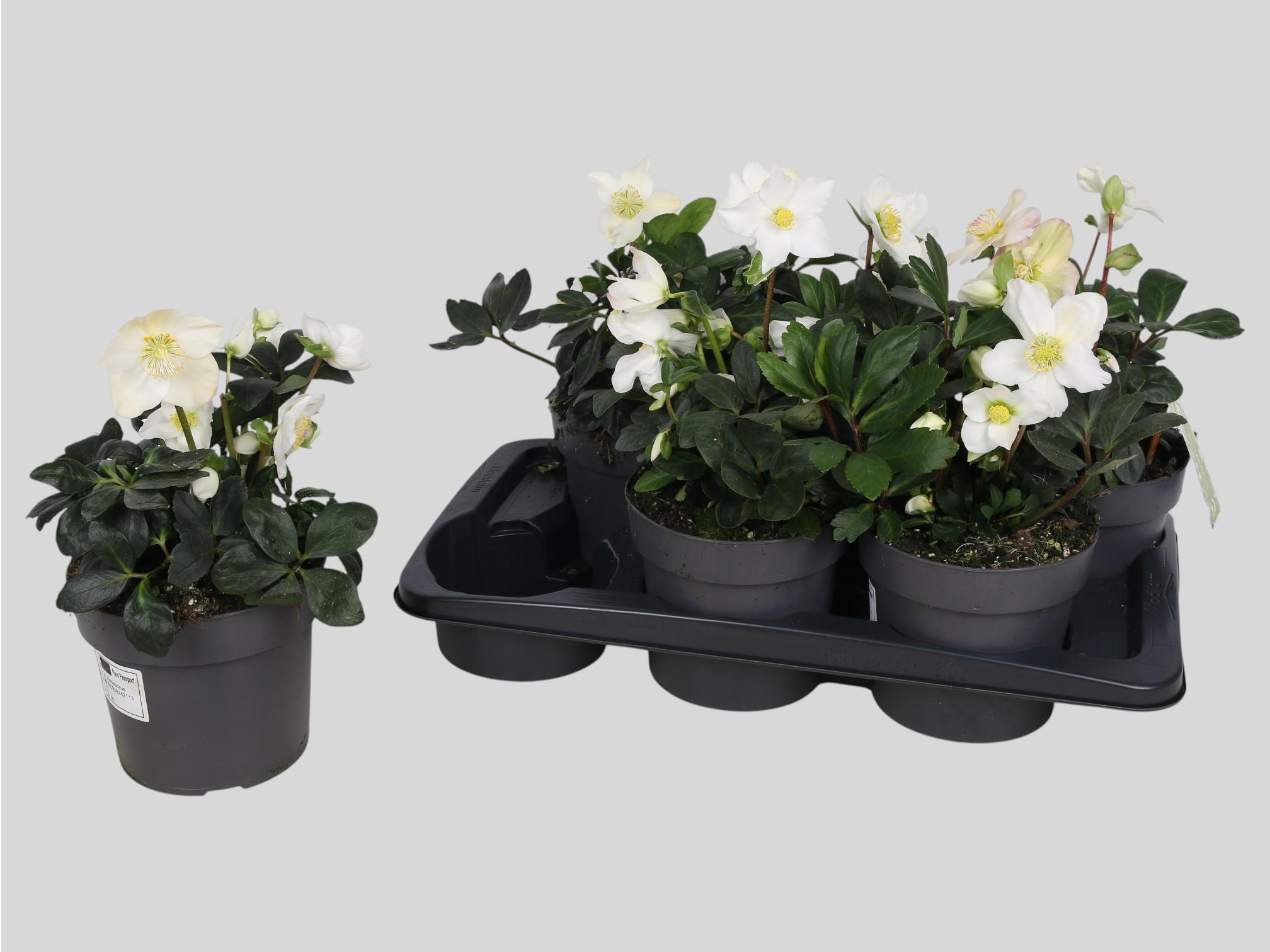 Горшечные цветы и растения оптом Hell Ni Chr Carol от 6шт из Голландии с доставкой по России