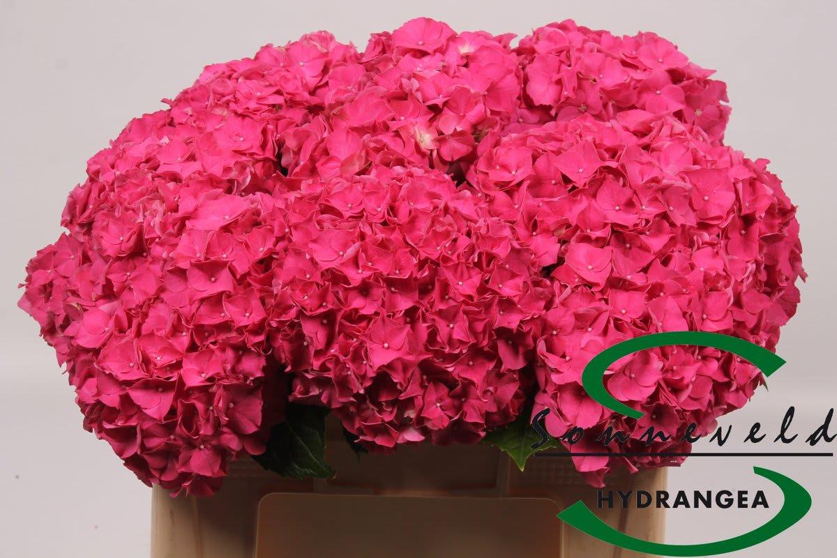 Срезанные цветы оптом Hydrangea rodeo red от 10шт из Голландии с доставкой по России