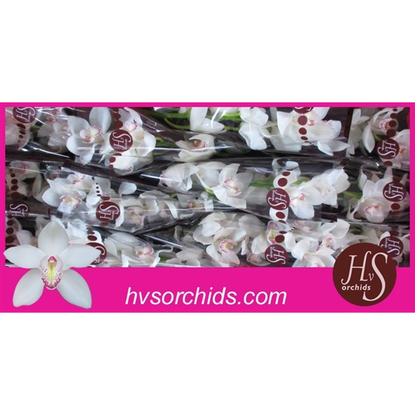 Срезанные цветы оптом Cymbidium white winter charisma magic от 12шт из Голландии с доставкой по России