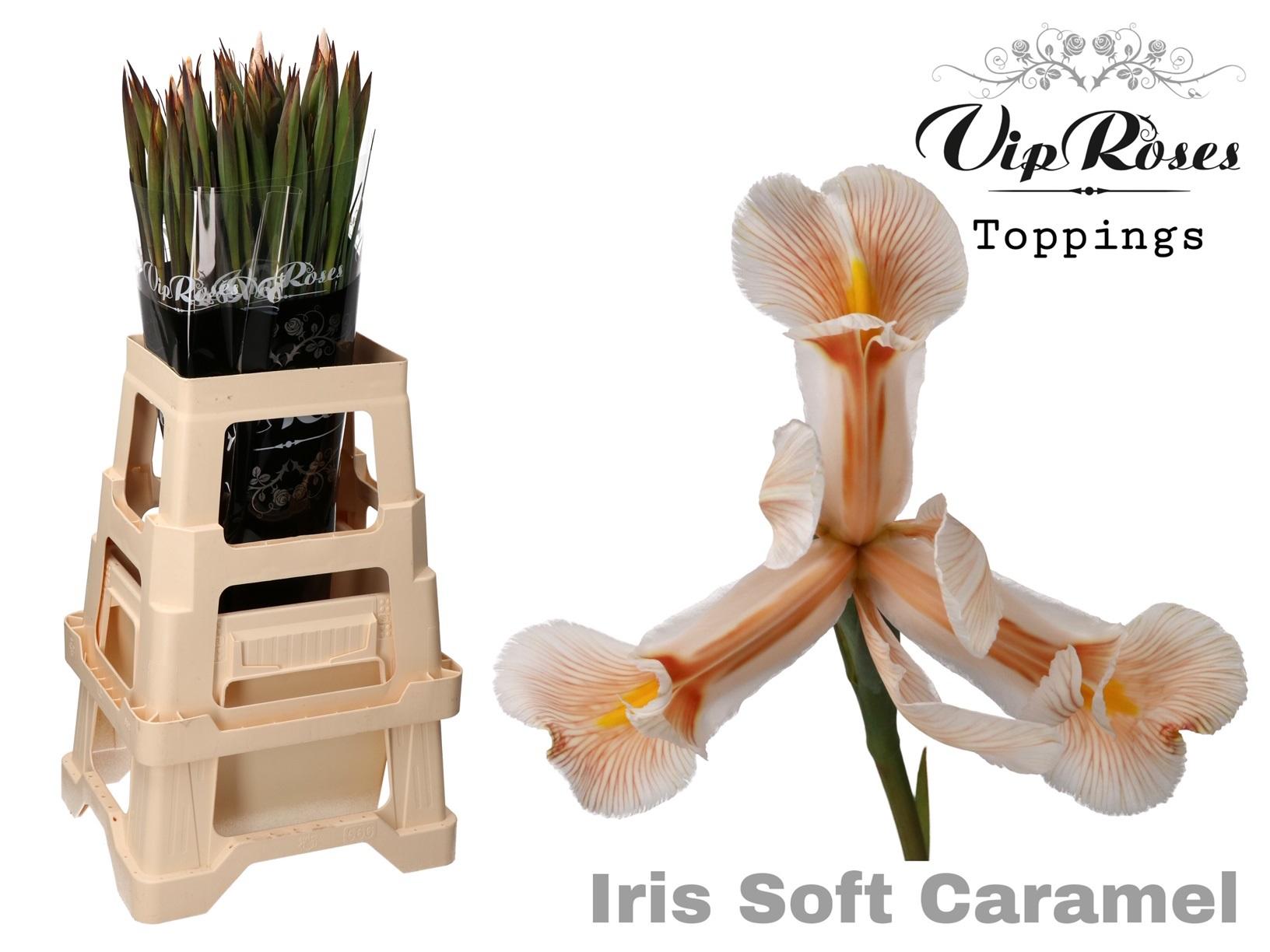 Срезанные цветы оптом Iris paint soft caramel от 50шт из Голландии с доставкой по России