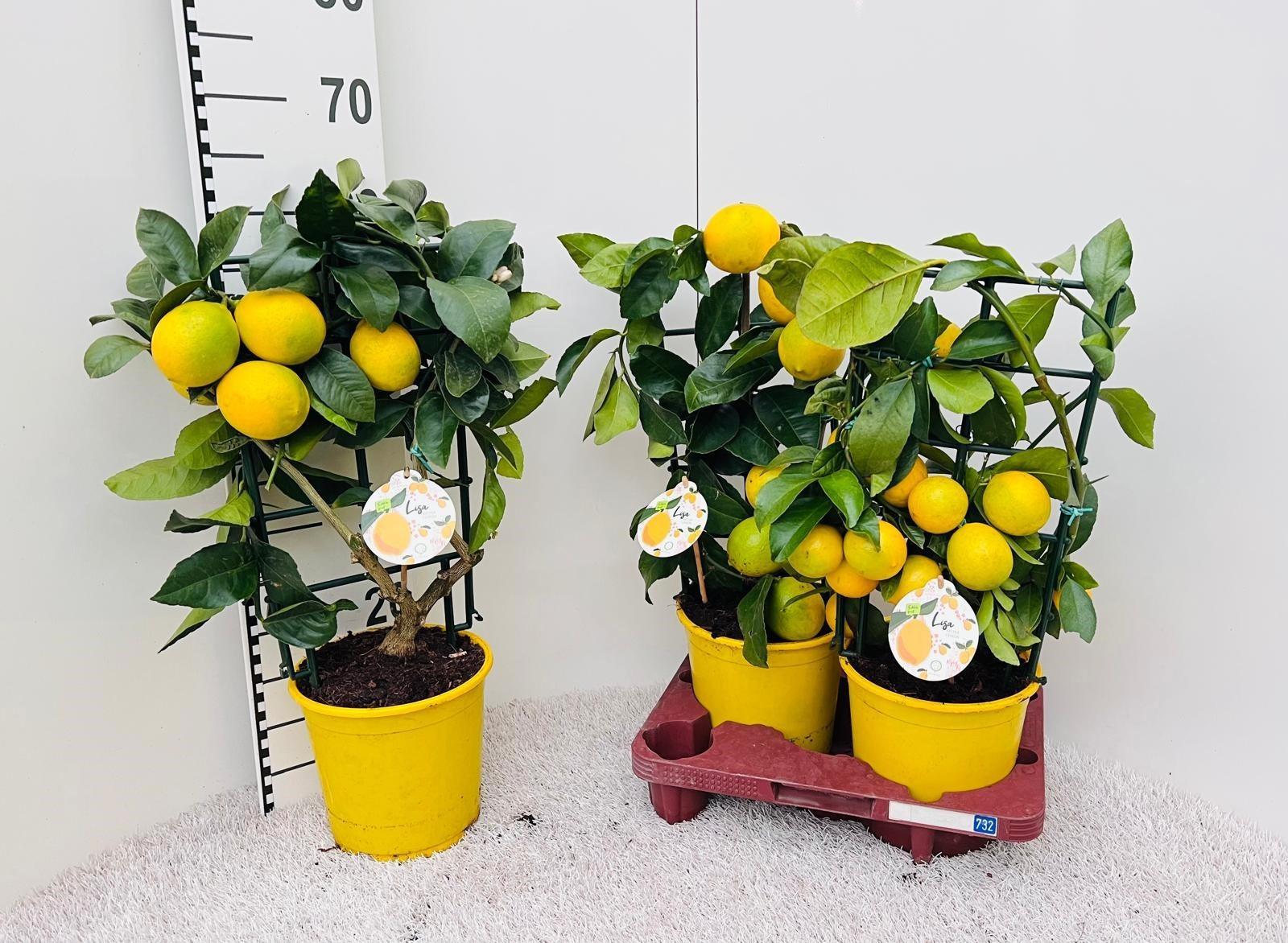 Горшечные цветы и растения оптом Citr Meyeri Meyer от 2шт (для телеги) из Голландии с доставкой по России