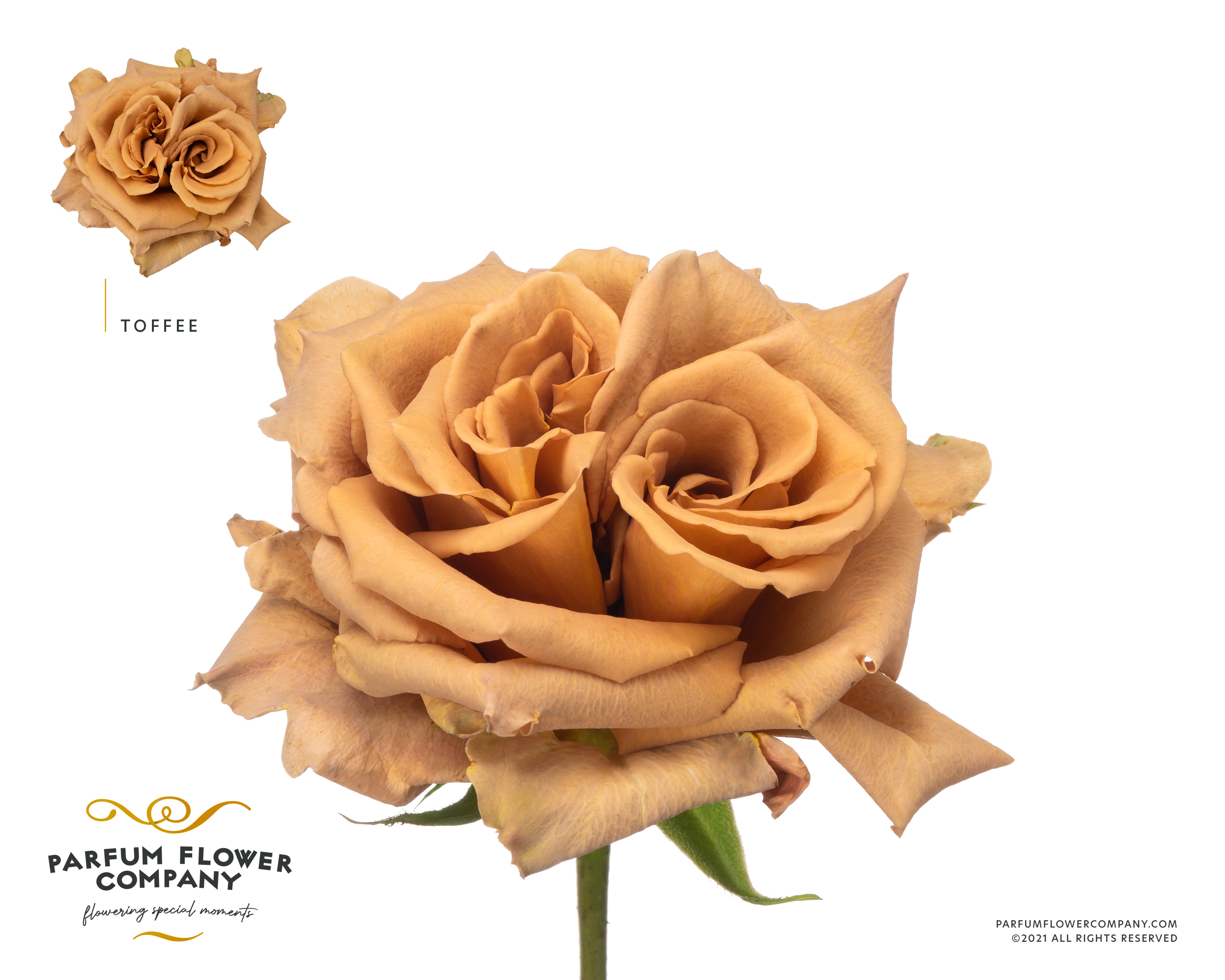 Срезанные цветы оптом Rosa garden toffee от 36шт из Голландии с доставкой по России