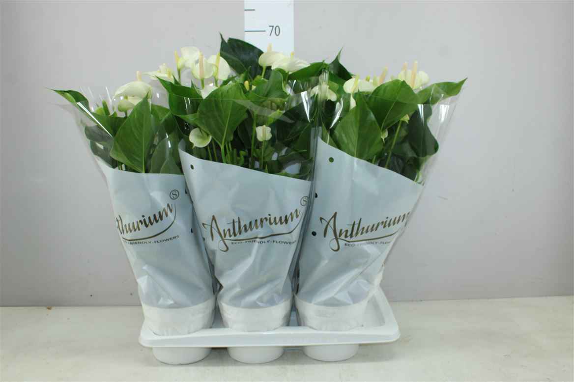 Горшечные цветы и растения оптом Anth An White Champion от 6шт из Голландии с доставкой по России