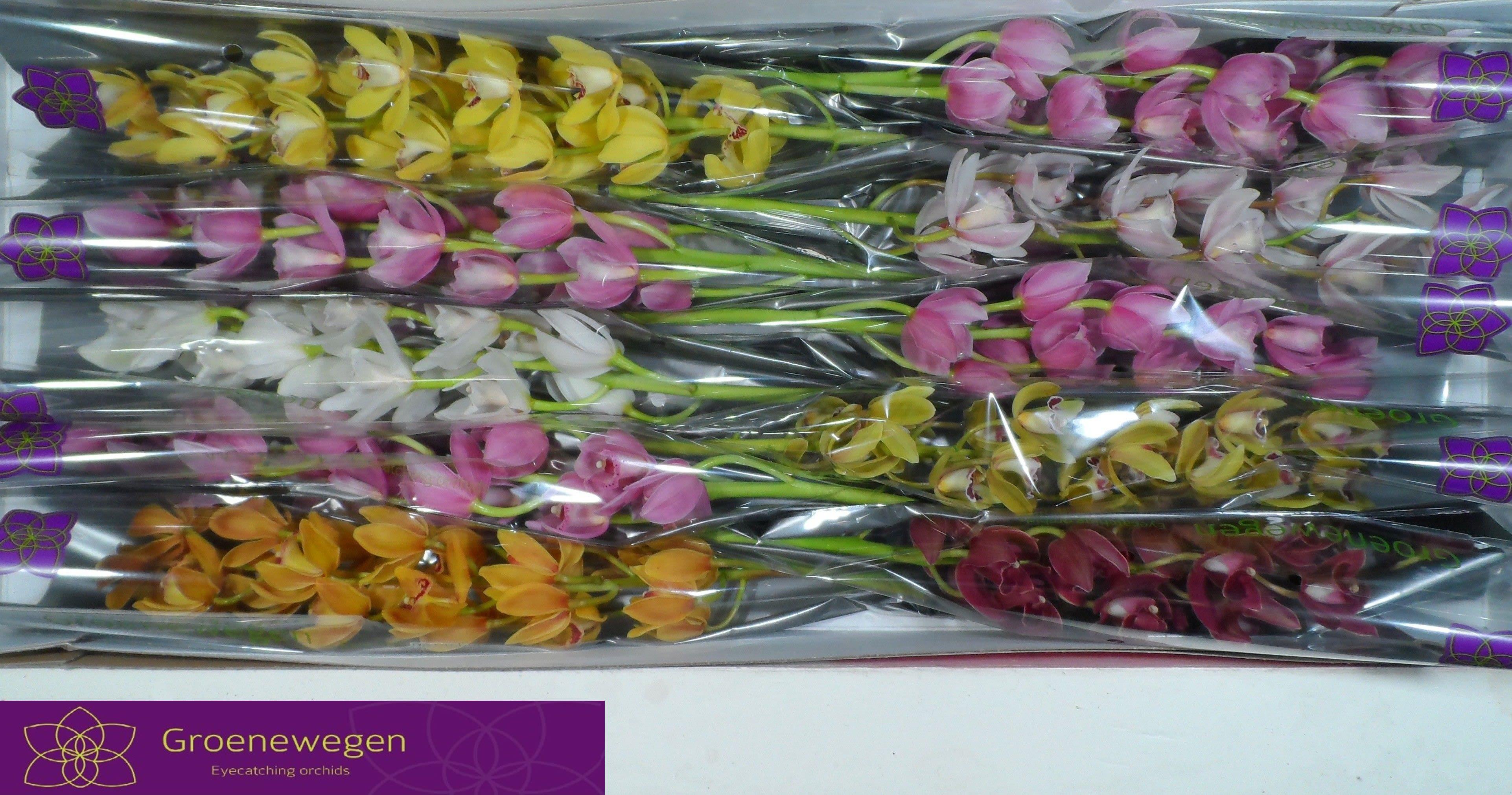 Срезанные цветы оптом Minicymbidium mix от 10шт... из Голландии с доставкой по России