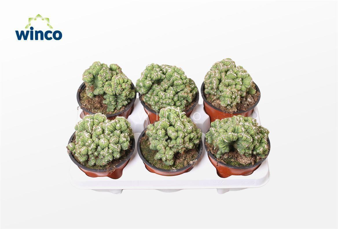 Горшечные цветы и растения оптом Cereus Peruvianus Monstruoza Cristata от 6шт из Голландии с доставкой по России