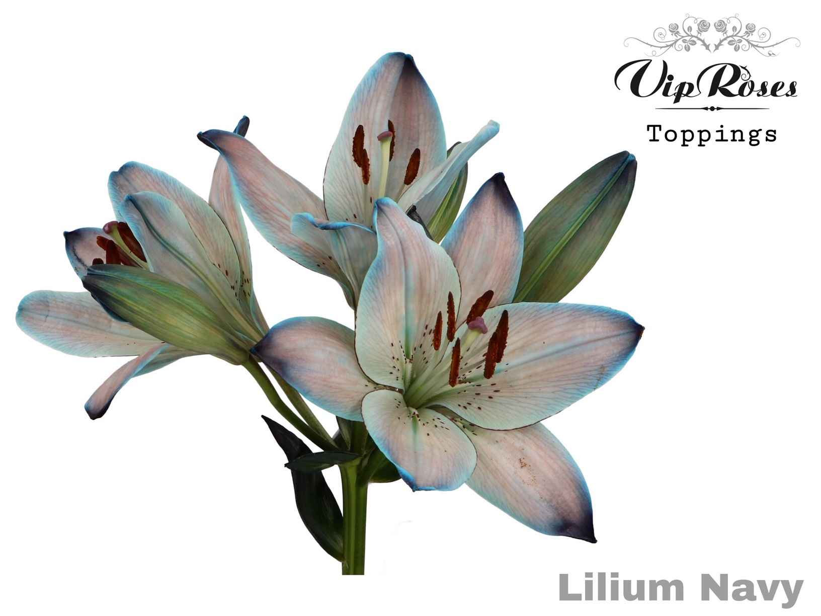 Срезанные цветы оптом Lilium la paint navy от 30шт из Голландии с доставкой по России