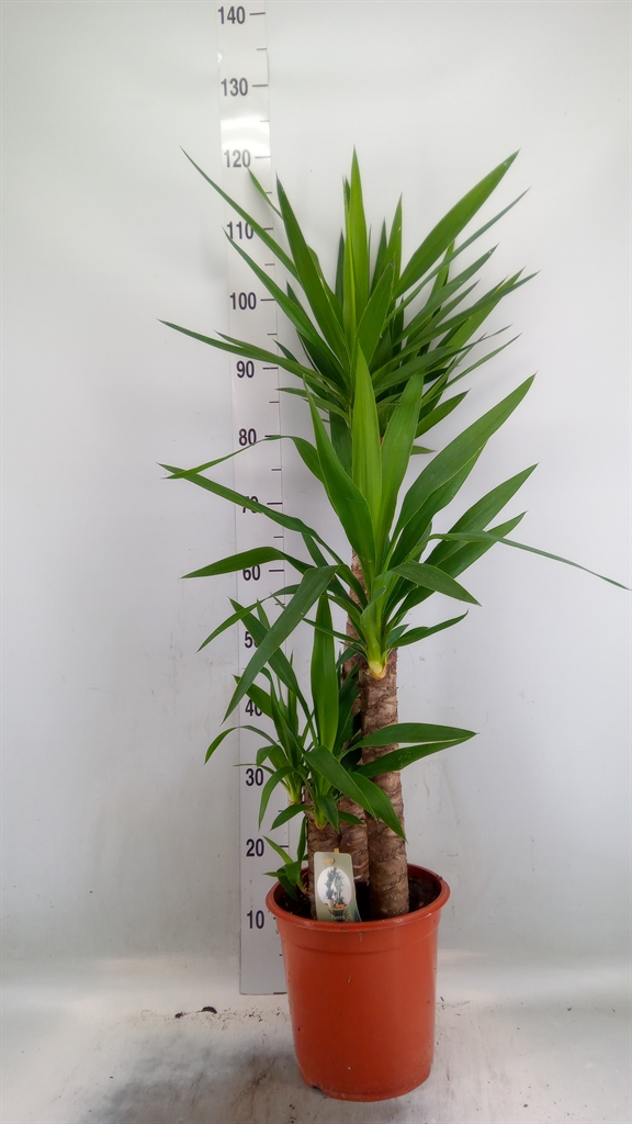 Горшечные цветы и растения оптом Yucca   ... от 1шт' из Голландии с доставкой по России