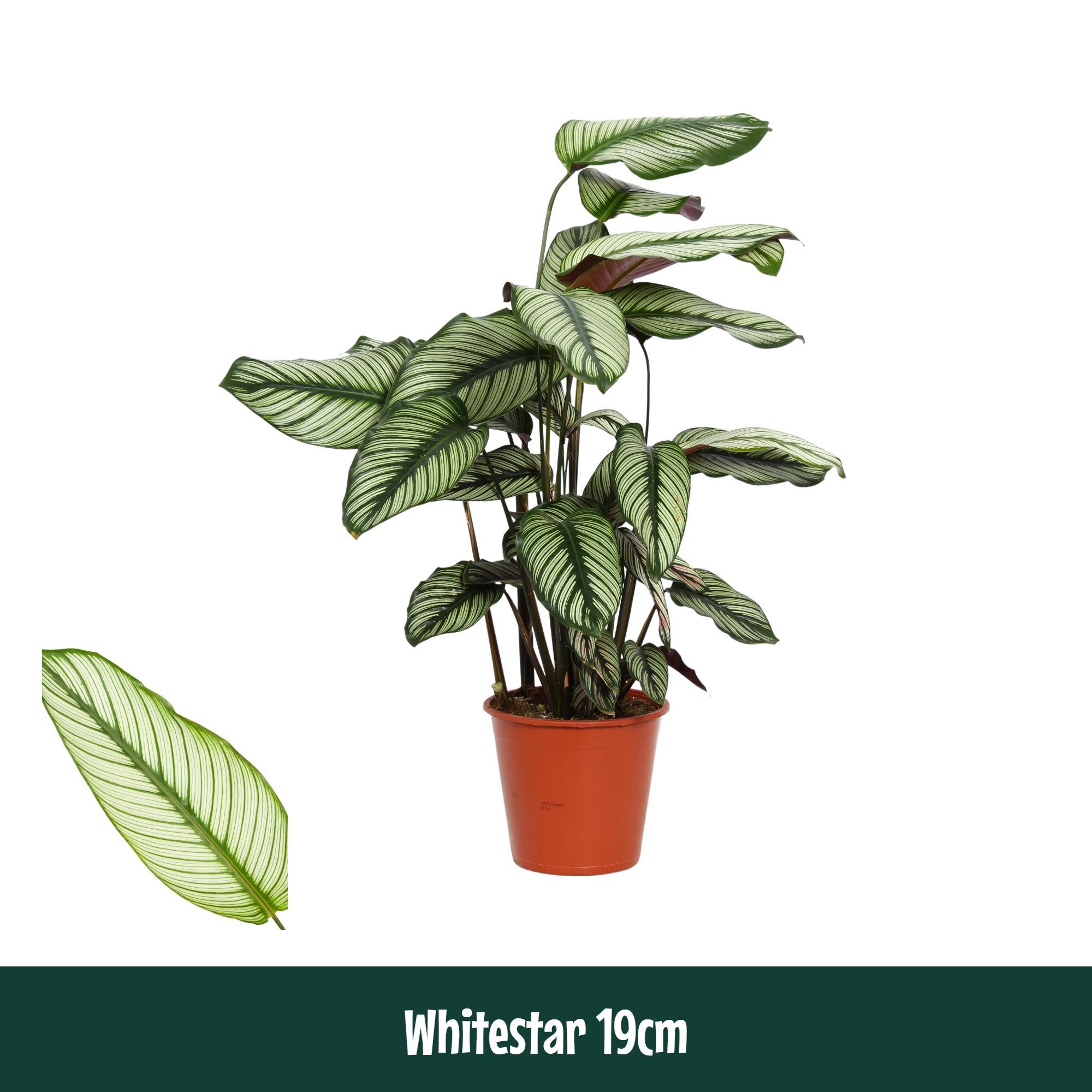 Горшечные цветы и растения оптом Calathea Whitestar от 1шт из Голландии с доставкой по России