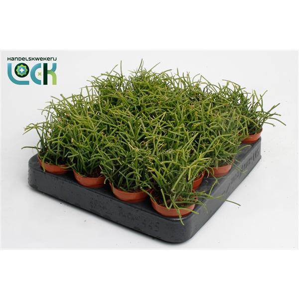 Горшечные цветы и растения оптом Rhipsalis Baccifera Oasis от 20шт (для телеги) из Голландии с доставкой по России