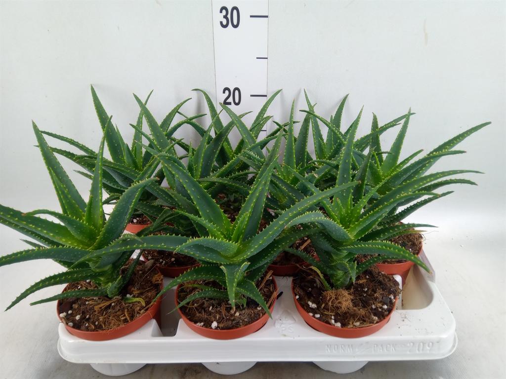 Горшечные цветы и растения оптом Aloe Arborescens от 9шт из Голландии с доставкой по России