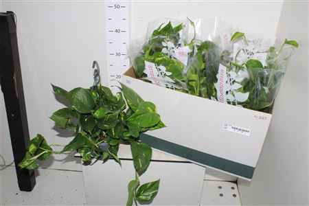 Горшечные цветы и растения оптом Epipr Hang Hangpot от 6шт из Голландии с доставкой по России