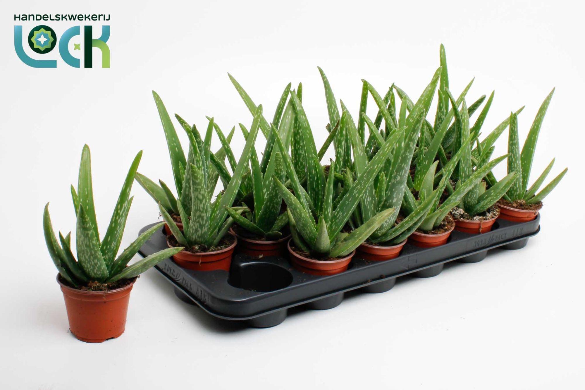 Горшечные цветы и растения оптом Aloe Vera от 18шт (для телеги) из Голландии с доставкой по России