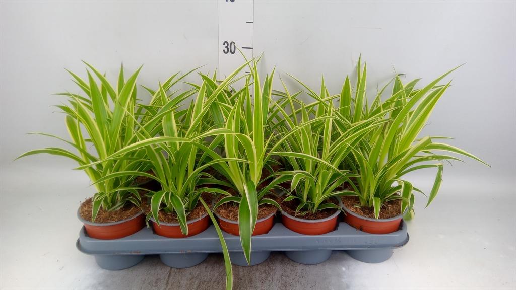 Горшечные цветы и растения оптом Chlorophytum Com. от 10шт из Голландии с доставкой по России