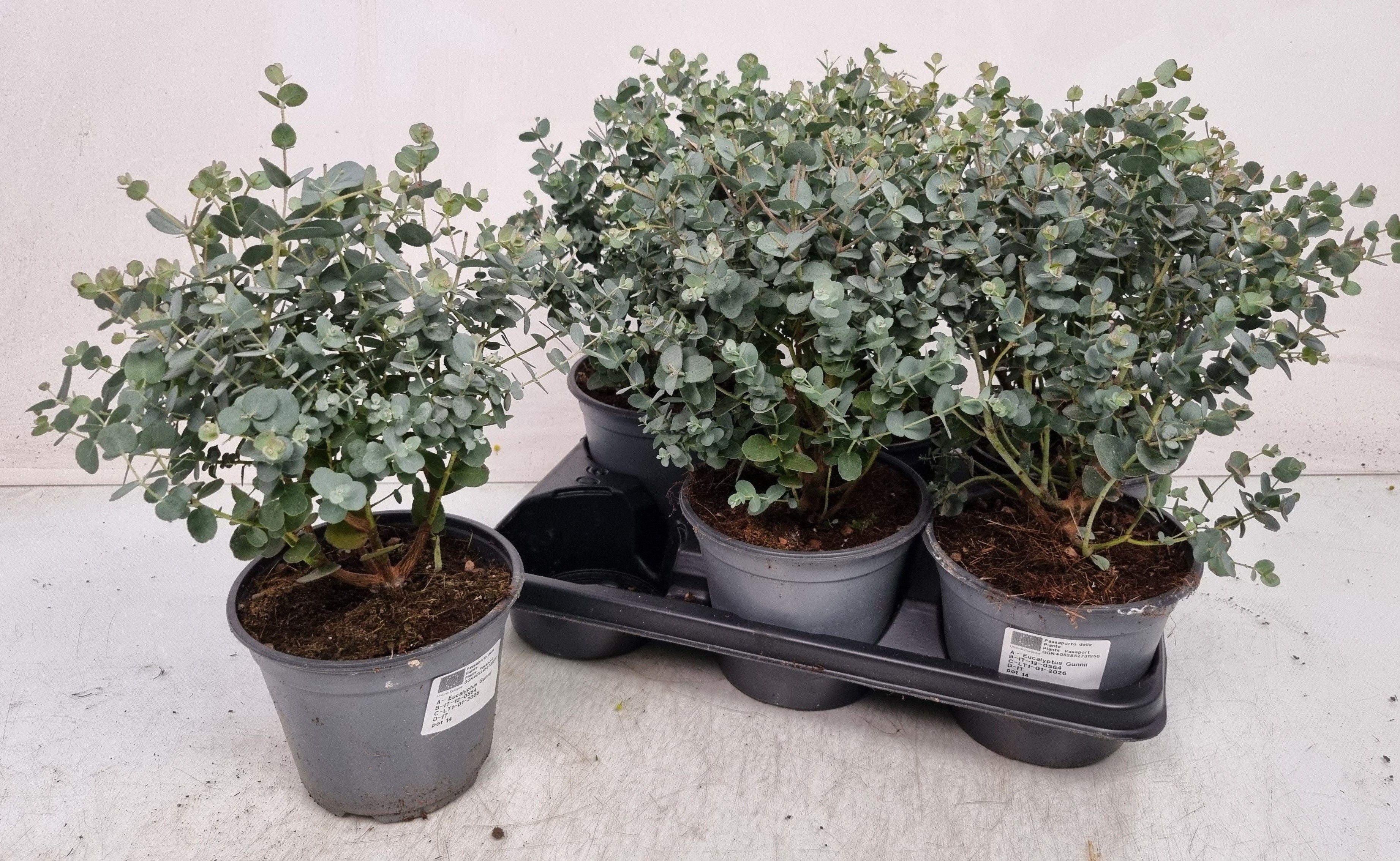 Горшечные цветы и растения оптом Eucal Gunnii от 6шт из Голландии с доставкой по России