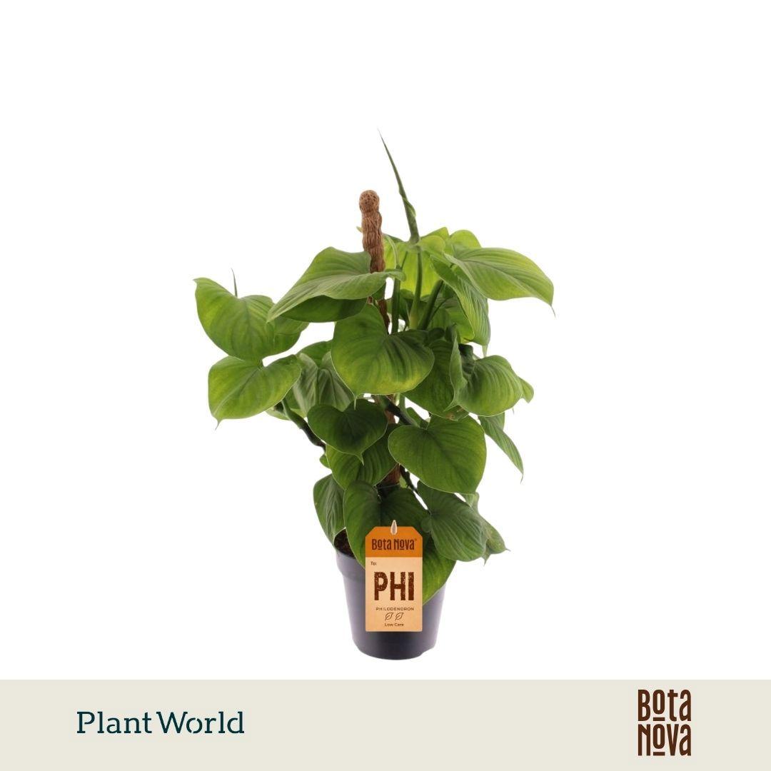 Горшечные цветы и растения оптом Philodendron Fibraecataphyllum Mosspole от 10шт из Голландии с доставкой по России
