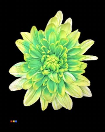 Срезанные цветы оптом Chrys sp paint baltica brazil от 40шт из Голландии с доставкой по России