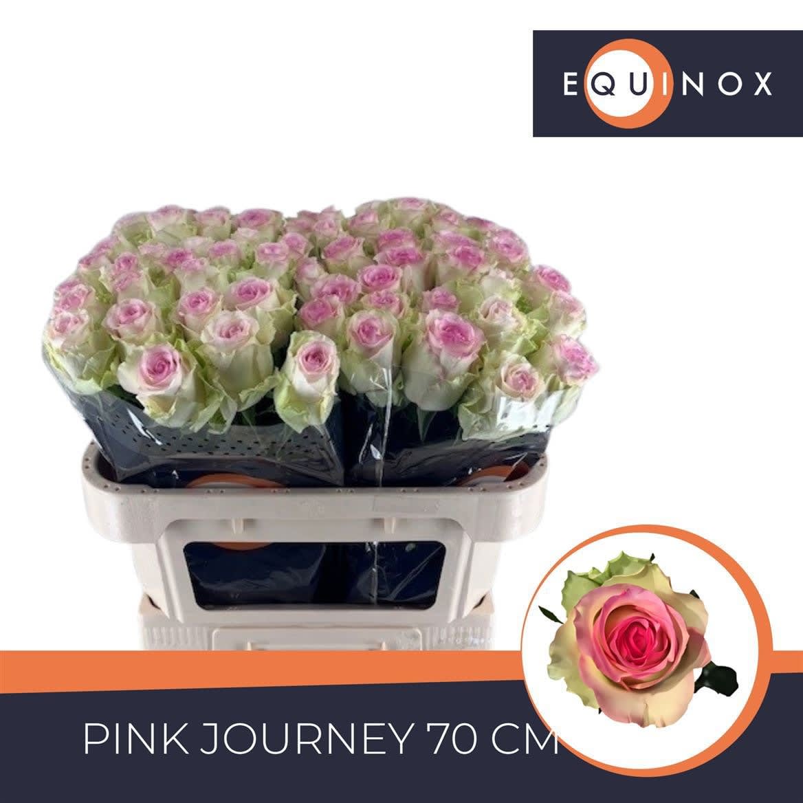 Срезанные цветы оптом Rosa large pink journey от 60шт из Голландии с доставкой по России