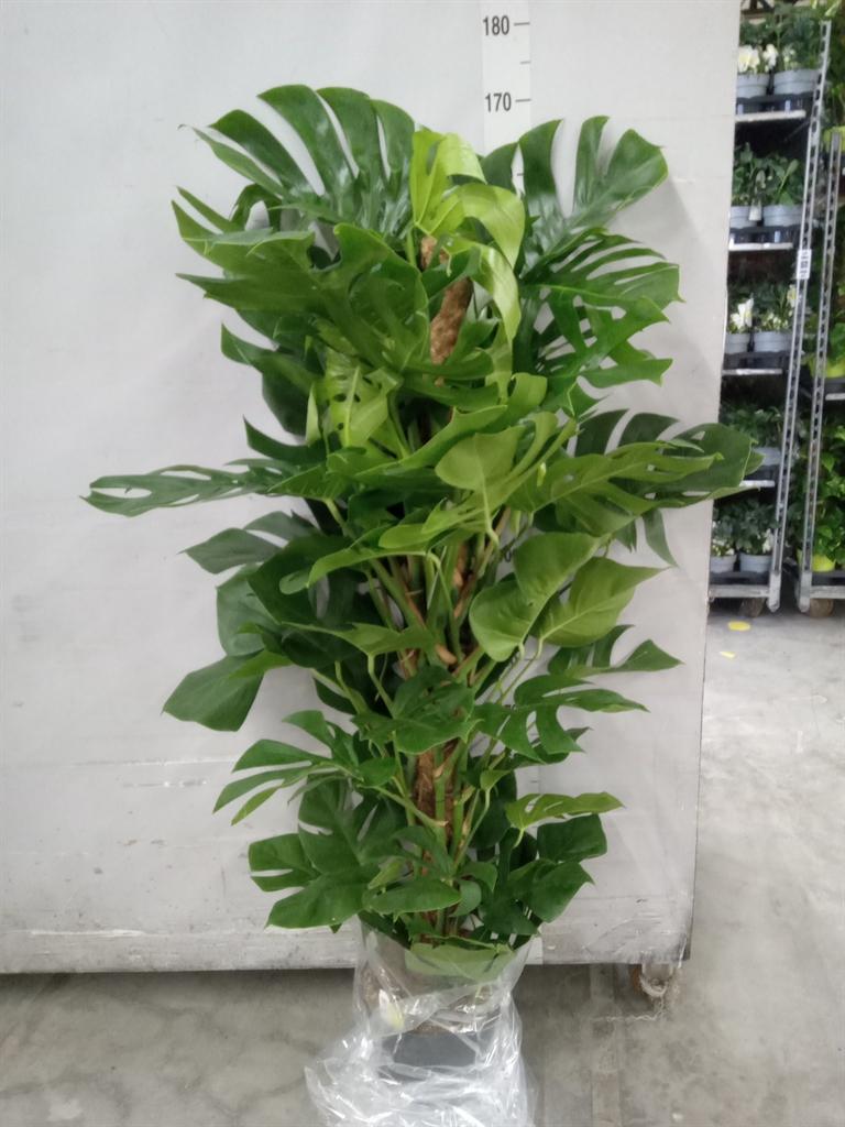 Горшечные цветы и растения оптом Monstera Pertusum от 1шт из Голландии с доставкой по России