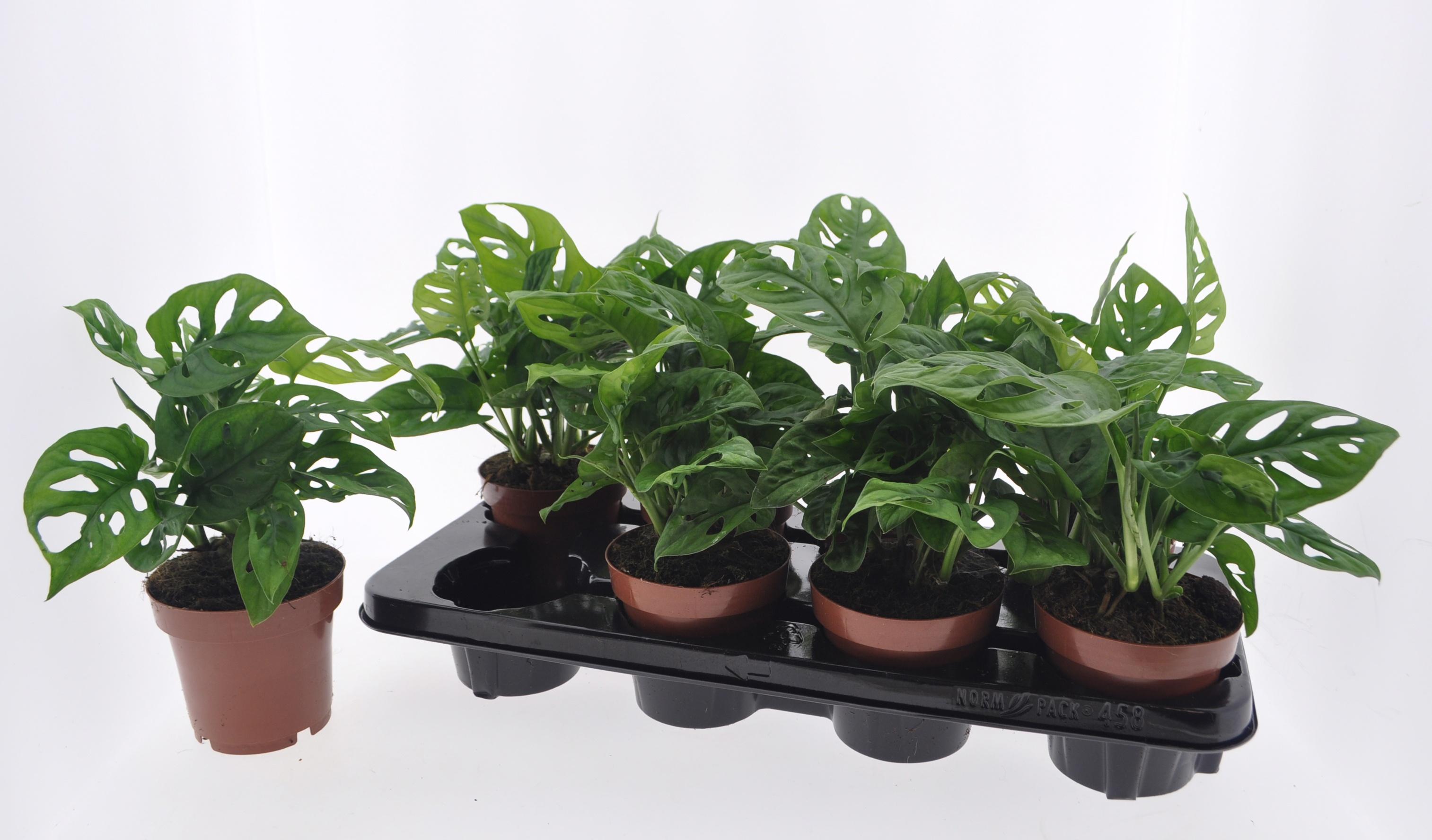 Горшечные цветы и растения оптом Monstera Adansonii от 8шт из Голландии с доставкой по России