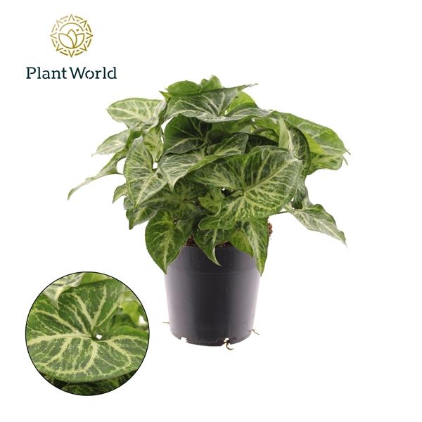 Горшечные цветы и растения оптом Syngonium Arrow Feel Green (decorum) от 6шт из Голландии с доставкой по России