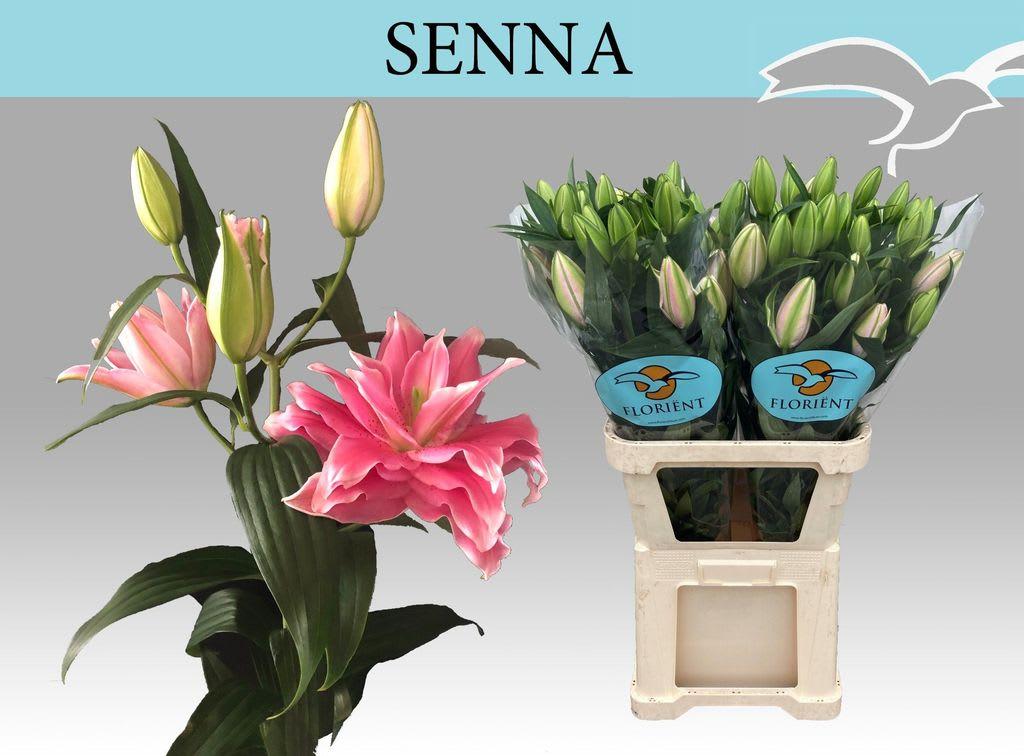 Срезанные цветы оптом Lilium or dbl roselily senna от 20шт из Голландии с доставкой по России