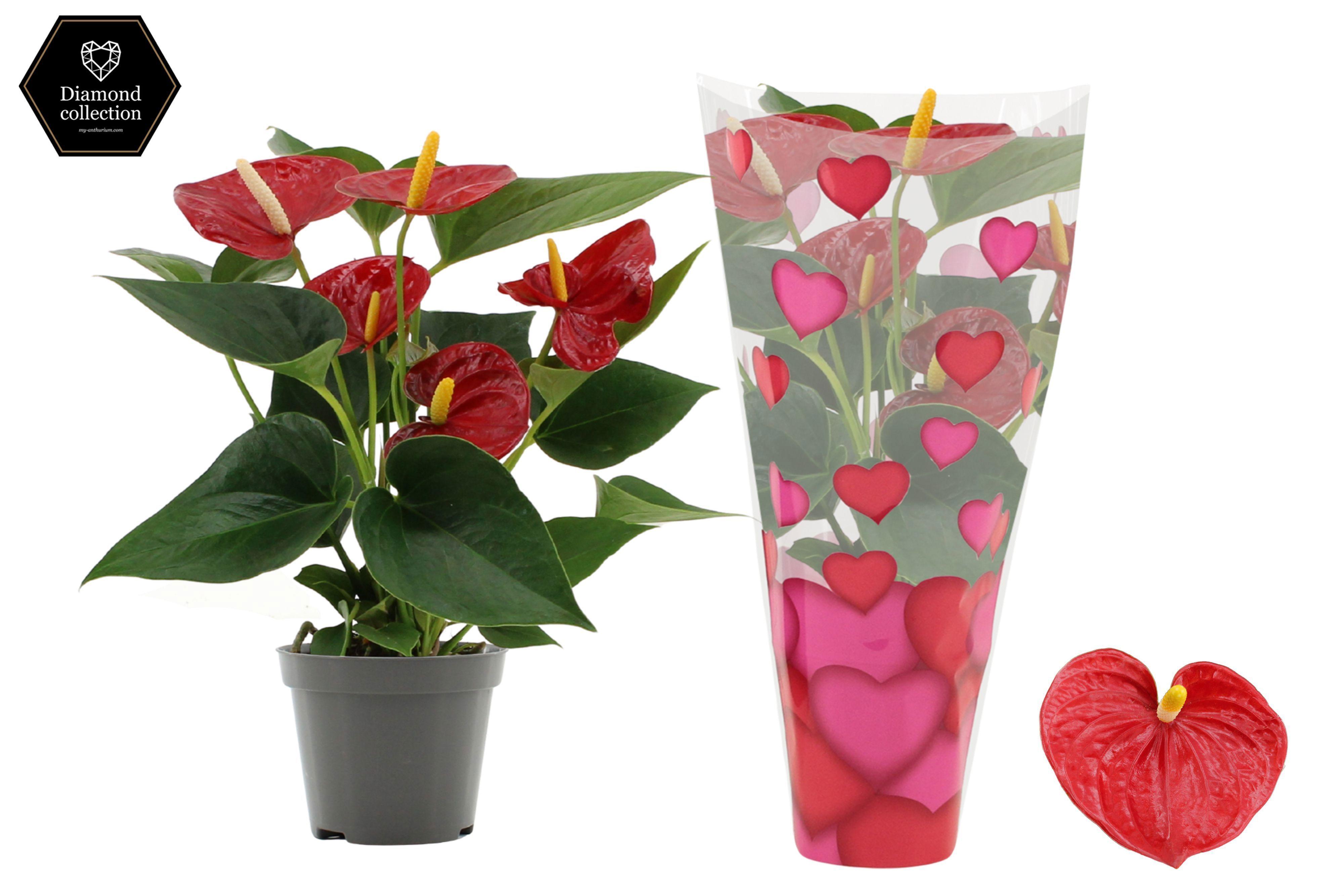 Горшечные цветы и растения оптом Anth An Diamond Red 3+ In Heart Sleeve Lilly от 1шт (для телеги) из Голландии с доставкой по России
