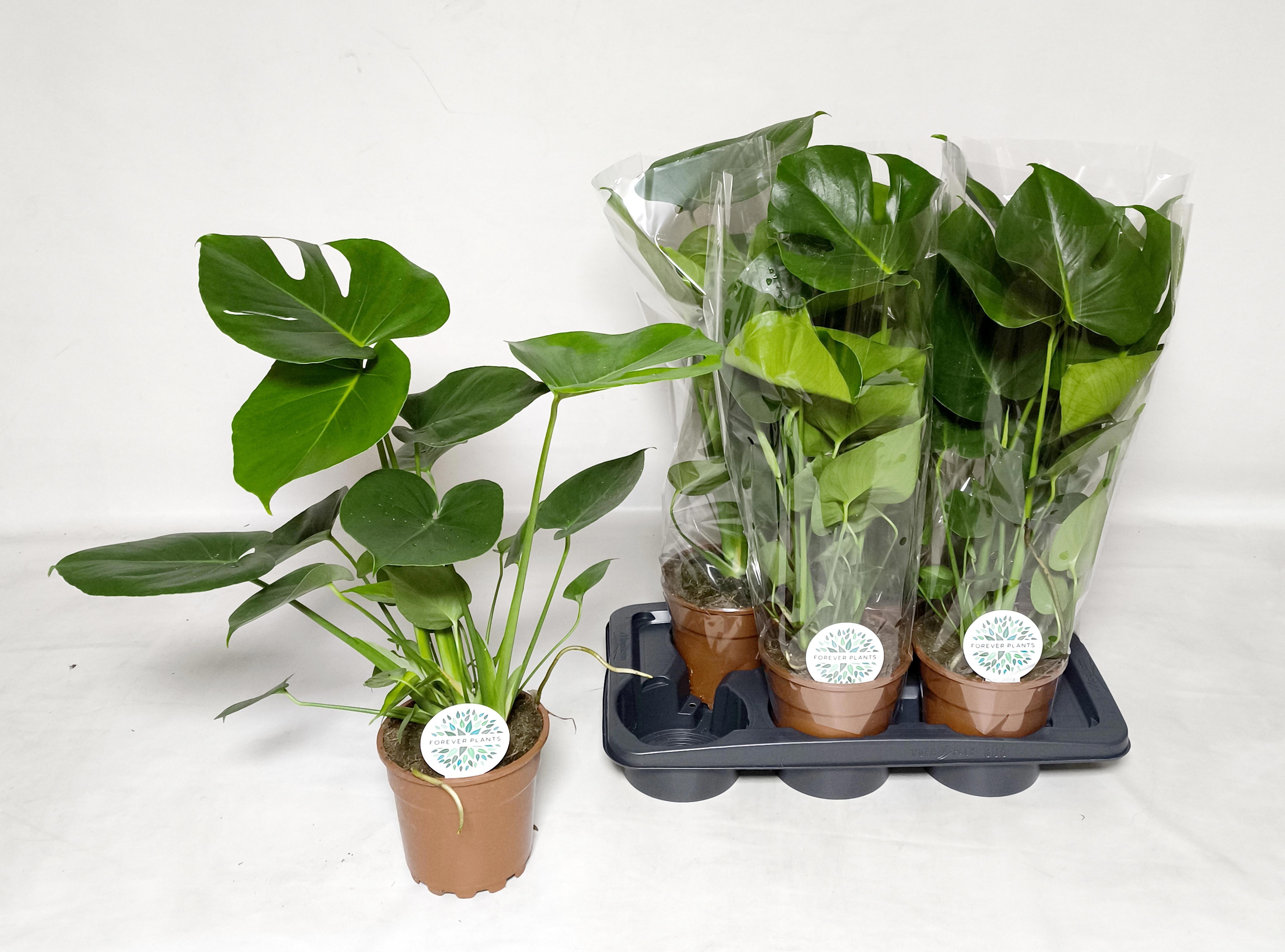 Горшечные цветы и растения оптом Monstera Deliciosa от 6шт из Голландии с доставкой по России