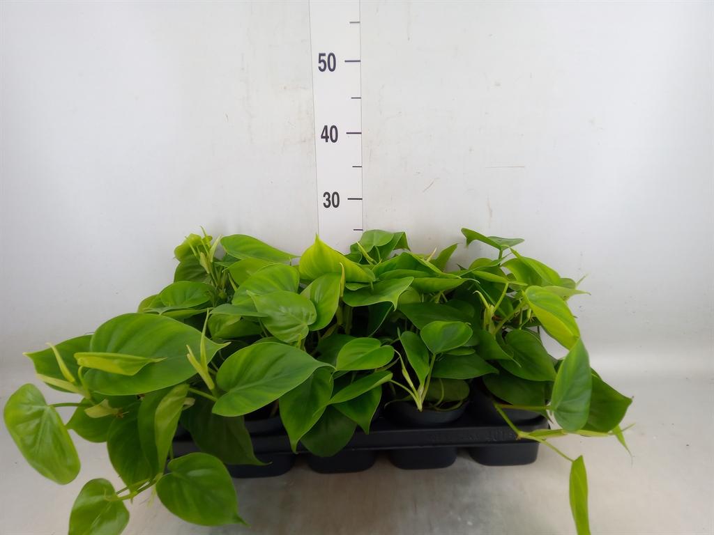 Горшечные цветы и растения оптом Philodendron Scand. от 10шт из Голландии с доставкой по России