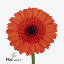 Срезанные цветы оптом Germini caramba от 80шт из Голландии с доставкой по России